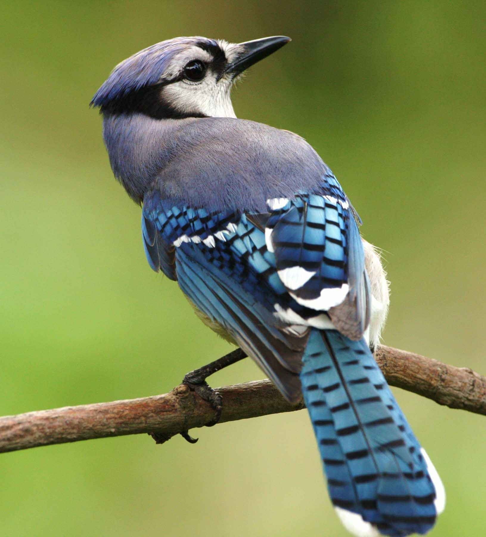 State asks residents to remove bird feeders until cause of mystery illness is found