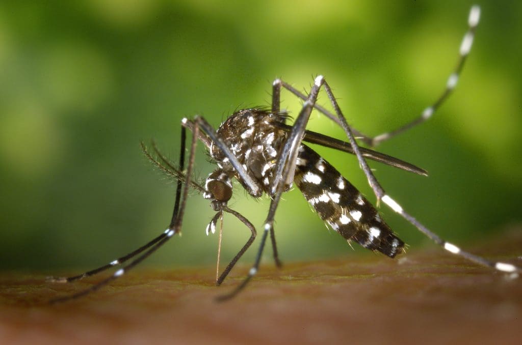 Kent County man first Delawarean with West Nile infection since 2018
