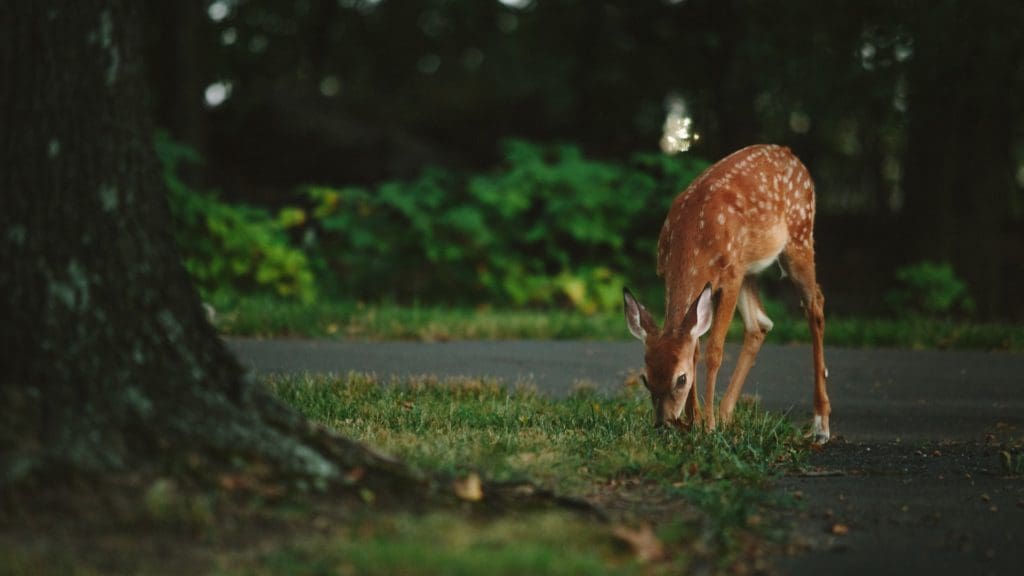 Rabid deer found on residential property near Rehoboth Bayside outlets