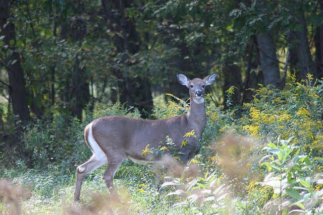 Numerous hunting seasons to open in November