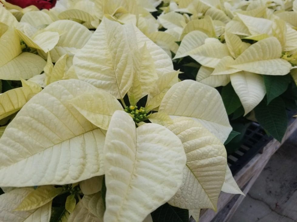 Poinsettia Sale DHSS Greenhouse White Nov 2021 scaled 1