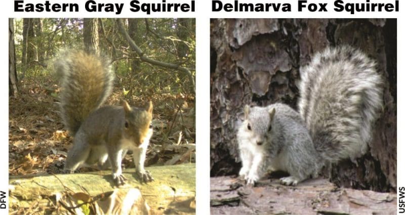 Eastern gray squirrel and Delmarva fox squirrel. U.S. Fish and Wildlife Service graphic