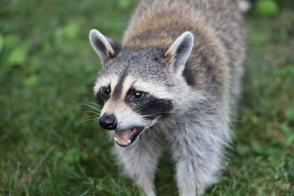 Raccoon tests positive for rabies in Georgetown
