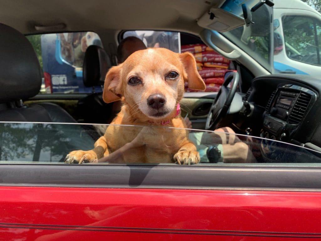 dog in car, faithful friends, pet food bank, first state animal shelter, drive-up pet food bank