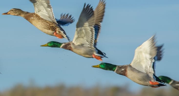 Deadly bird flu found in Delaware ducks, goose, hawk