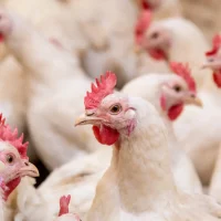 Avian flu confirmed on New Castle County poultry farm