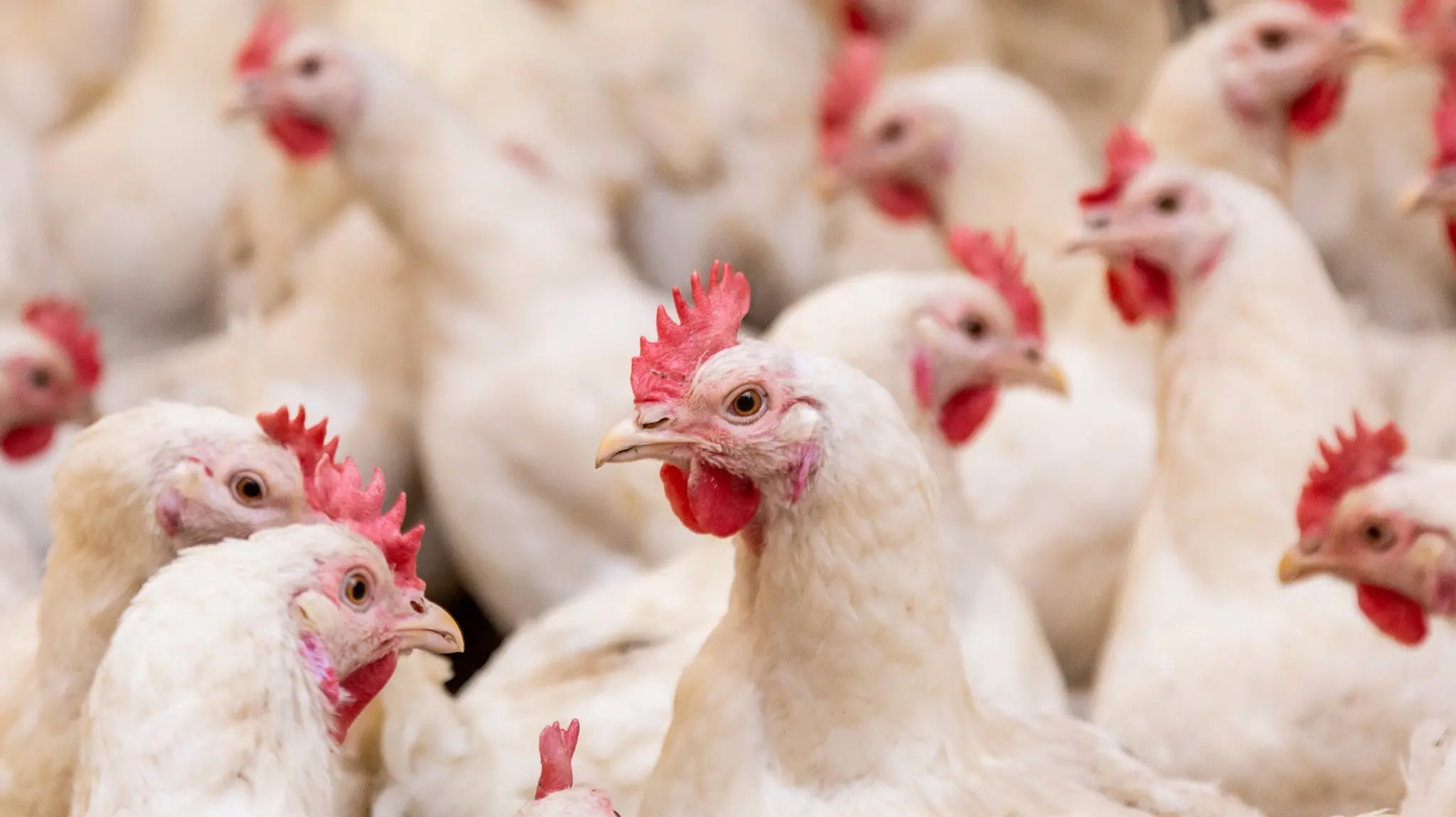 Featured image for “Avian flu confirmed on New Castle County poultry farm”