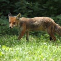 Rehoboth Beach fox tests positive for rabies