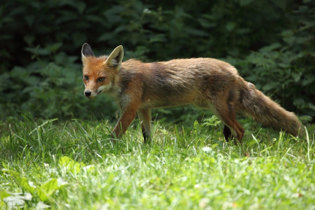 a fox located in a grassy field