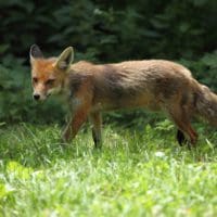 Rehoboth Beach fox tests positive for rabies