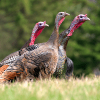 Wild turkey season to kick off with one-day hunt for kids, disabled hunters