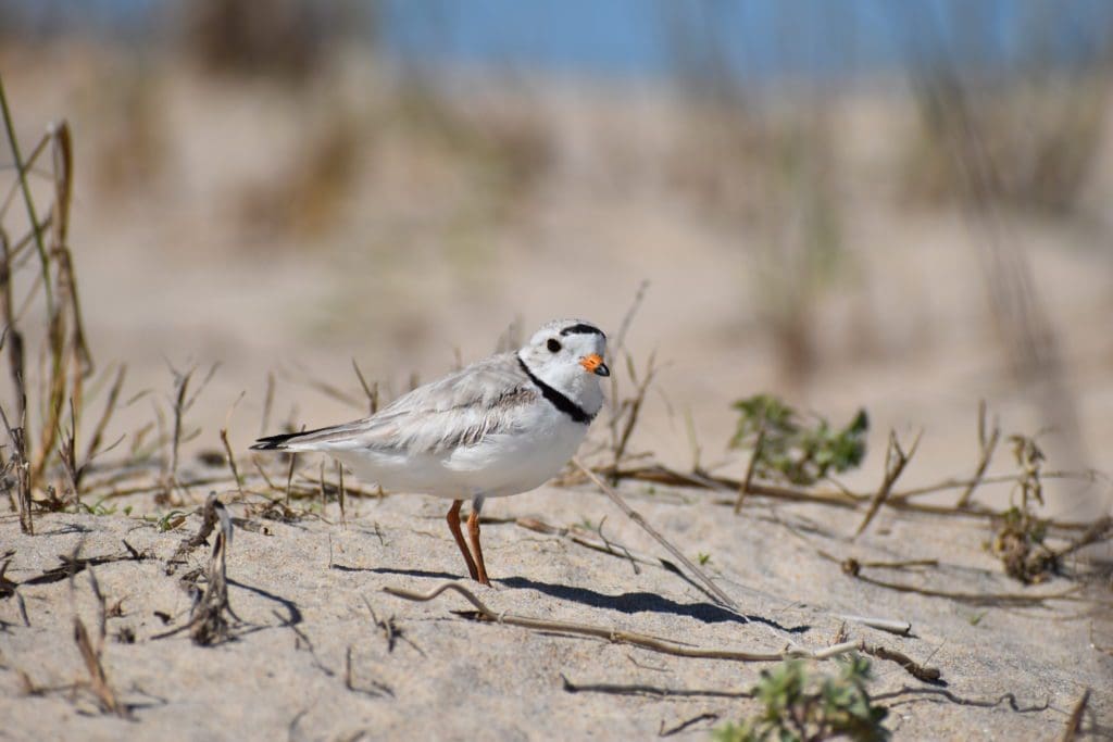 a small bird is standing in the sand