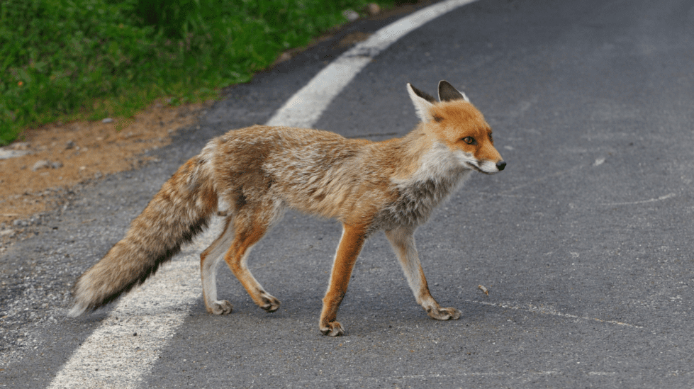 a fox walking on a road