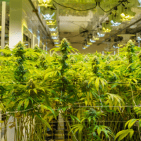 House set to vote on weed farms, stores. Here's what you need to know