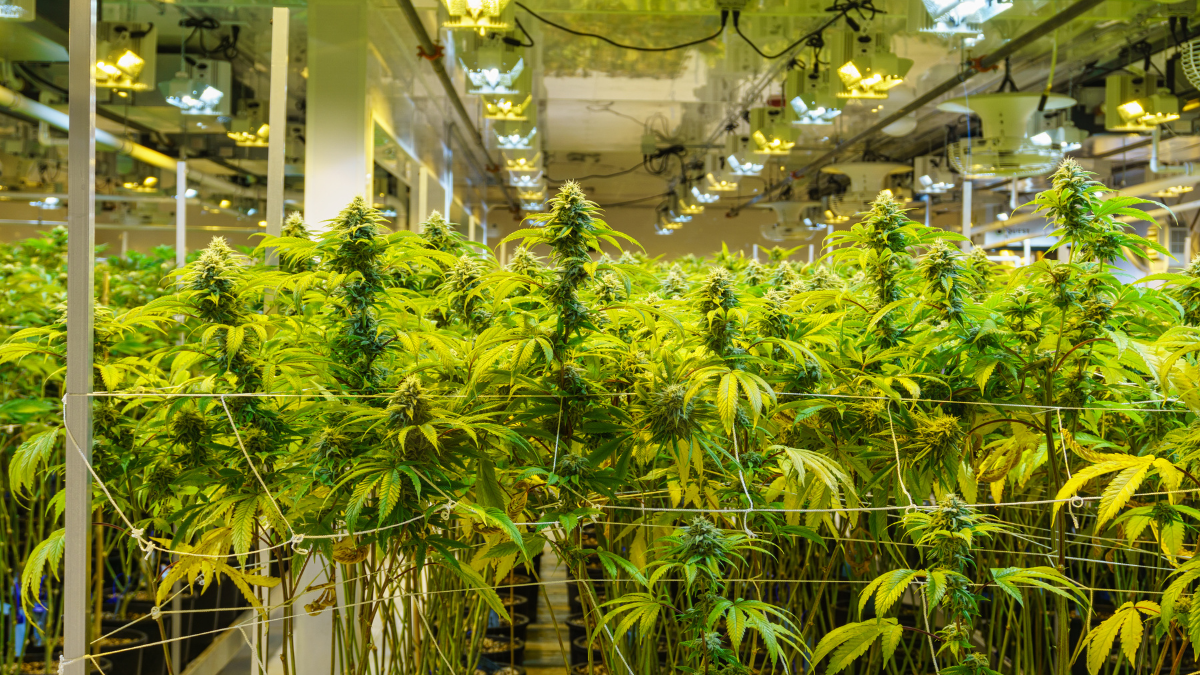 Featured image for “House set to vote on weed farms, stores. Here’s what you need to know”
