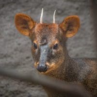 Brandywine Zoo pudu Haechan dies after short illness
