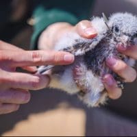 Mt. Cuba's 5 kestrel chicks get banded