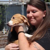 These beagles were bred for drug testing. Now you can adopt them