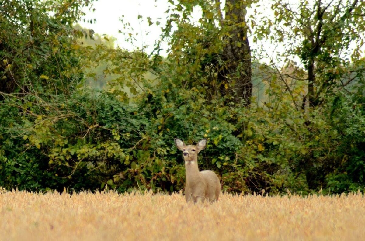 A doe or female deer in a Delaware field DNREC photo