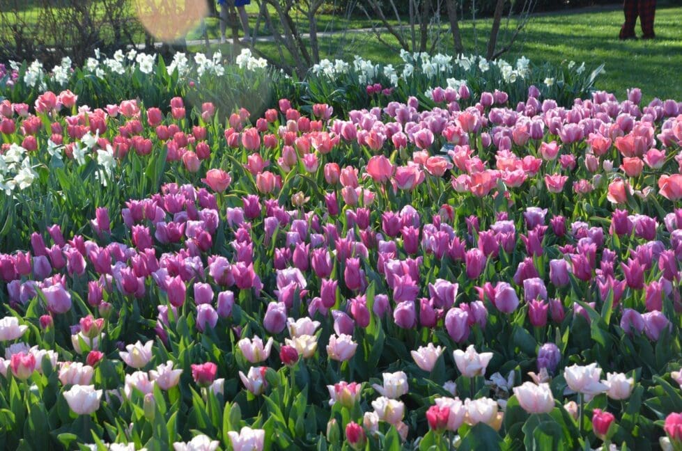 Longwood tulips