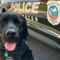 Meet Barry, Wilmington Police's new trauma and wellness dog