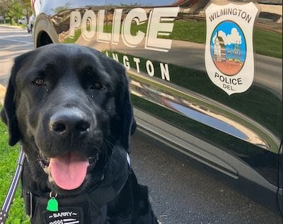 Featured image for “Meet Barry, Wilmington Police’s new trauma and wellness dog”