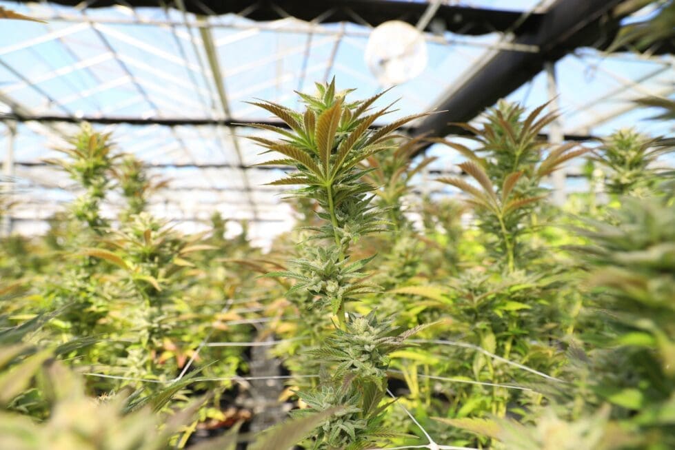 marijuana growing, Cannafornia