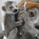 Baby lemur Brandywine Zoo