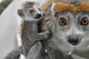 Baby lemurBrandywine Zoo