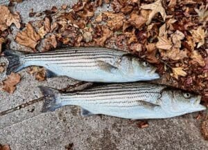 As stripers arrive earlier, commercial fishing season to shift