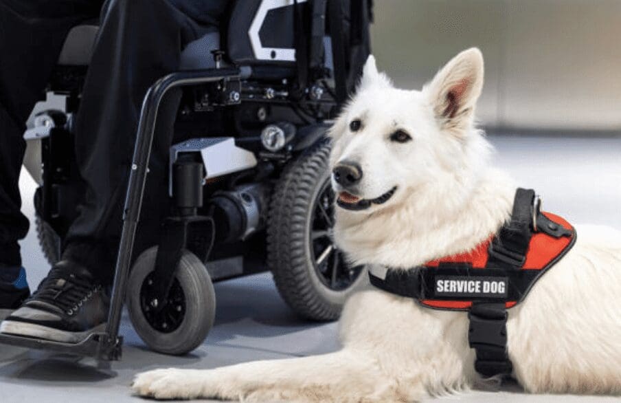 SB 219 would penalize those who misrepresent an animal as a service animal $500 on the first offense. (Photo by 24K-Production/iStock Getty Images)