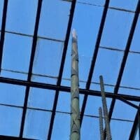 Longwood Gardens has removed a pane of glass from the conservatory roof to allow the century agave to bloom. Courtesy of Longwood Gardens.