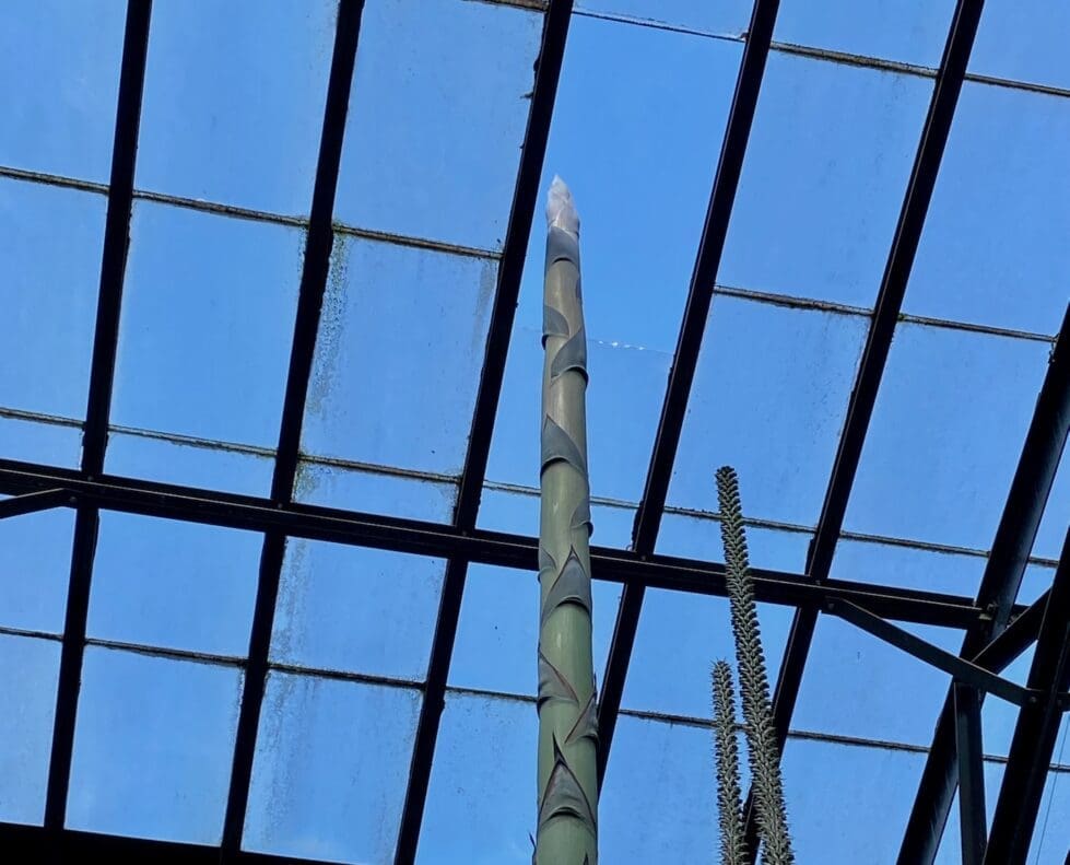 Longwood Gardens has removed a pane of glass from the conservatory roof to allow the century agave to bloom. Courtesy of Longwood Gardens.