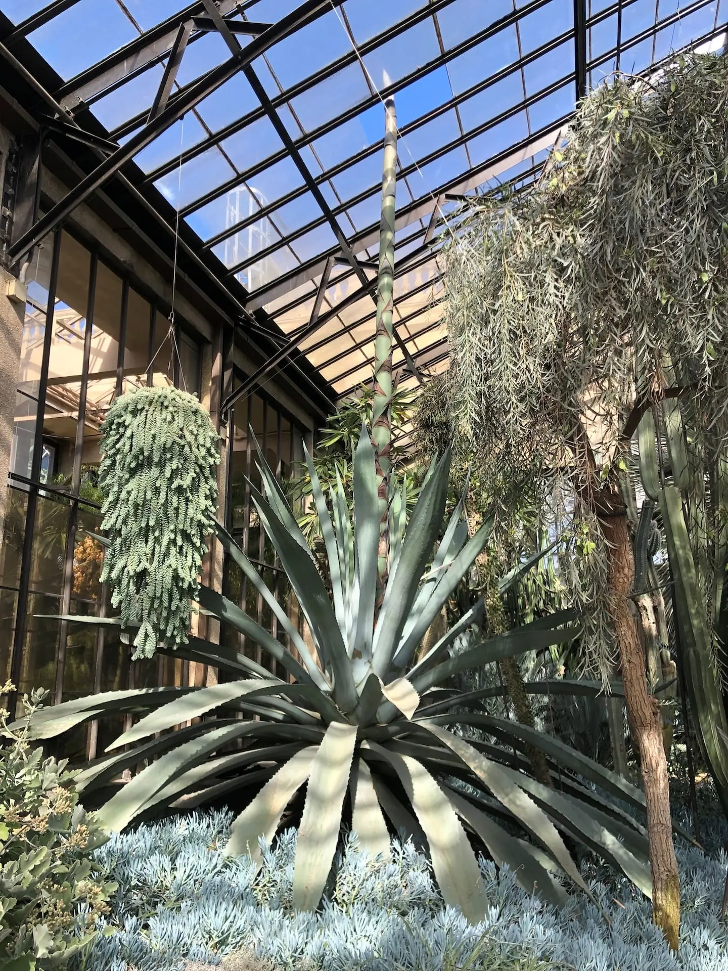 The century agave is in Longwood's Silver Garden, which showcases plants with that color. Courtesy of Longwood Gardens.