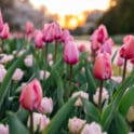 longwood gardens tulips