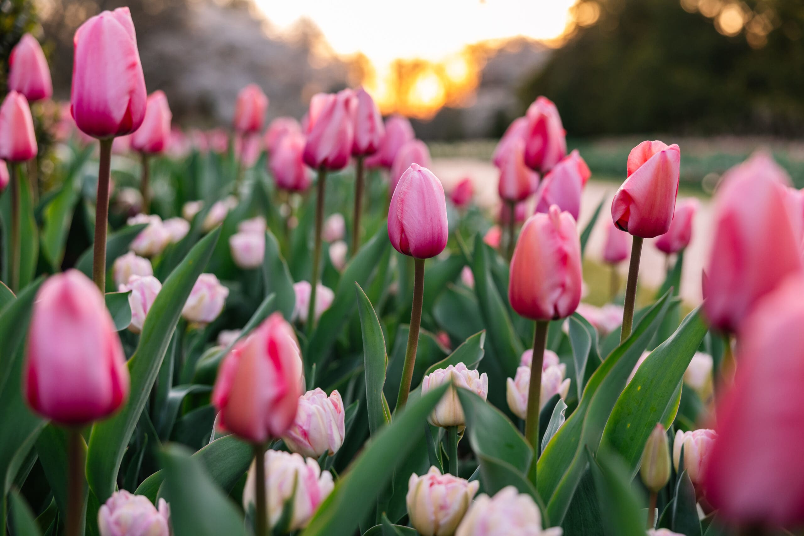 Featured image for “Longwood’s tulips will hit peak bloom through this week”