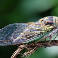 Delaware will have a normal annual cicada season in 2024. (Getty Images)