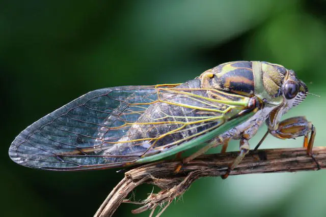 Delaware will have a normal annual cicada season in 2024. (Getty Images)