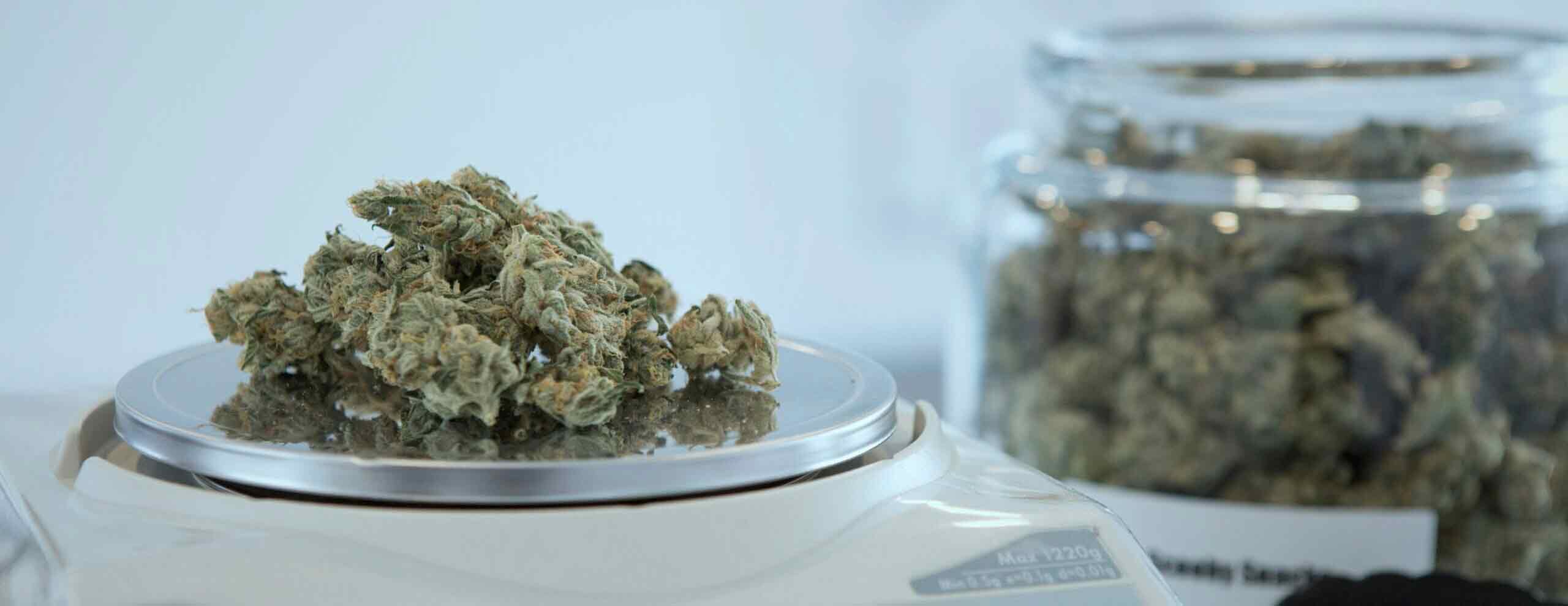 Featured image for “Wilmington Council imposes 90-day suspension on cannabis business licenses”