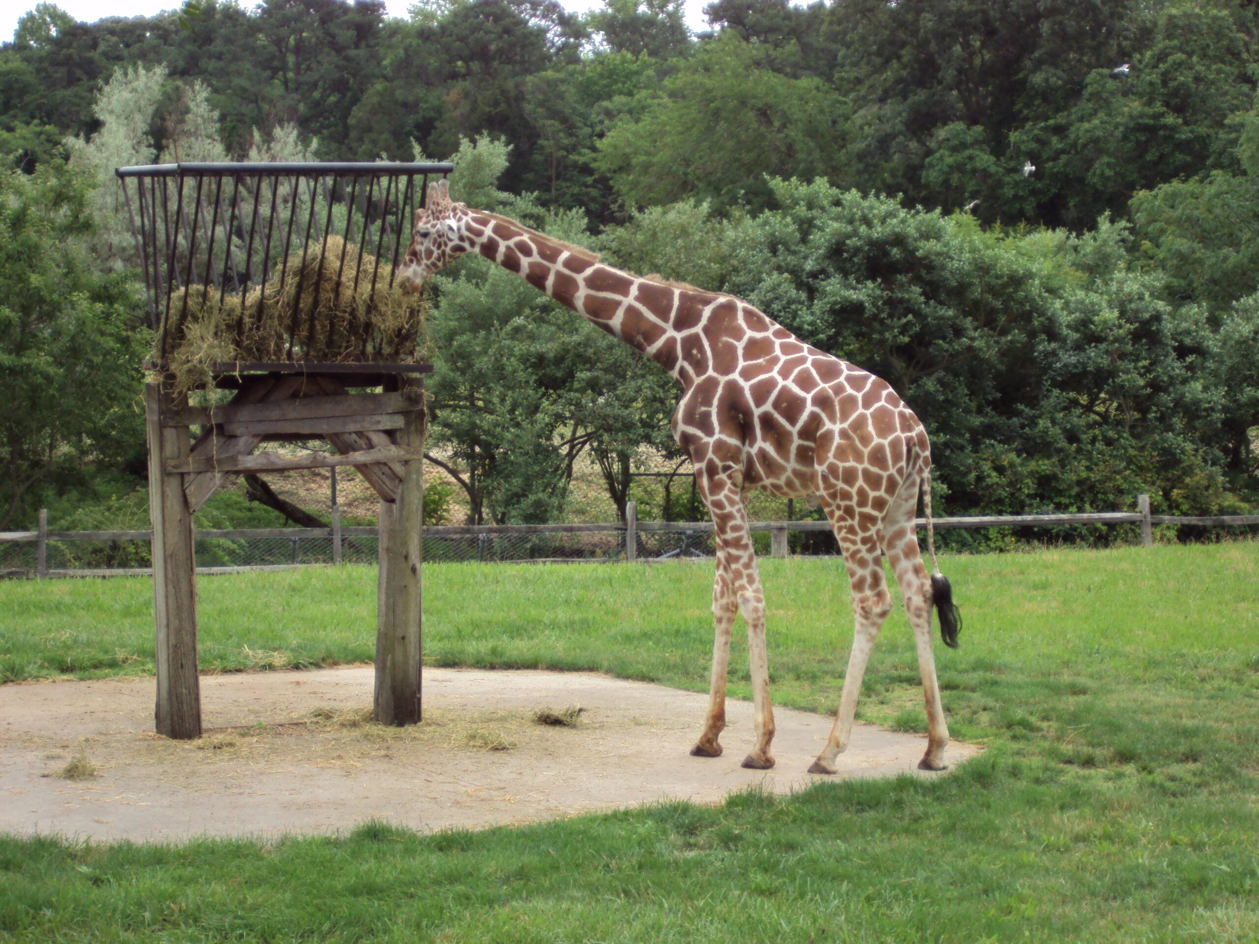 Culture 14 Featured image for “Cape May-Lewes Ferry reintroduces Zoo excursion package for Fall 2025”