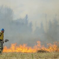 The forest service started the controlled fire after a hay fire in Clayton this week.
