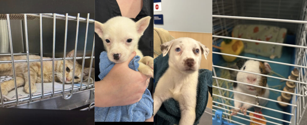 New Castle's Faithful Friends Animal Society is in its 25th year of service. (Photos courtesy of Faithful Friends)